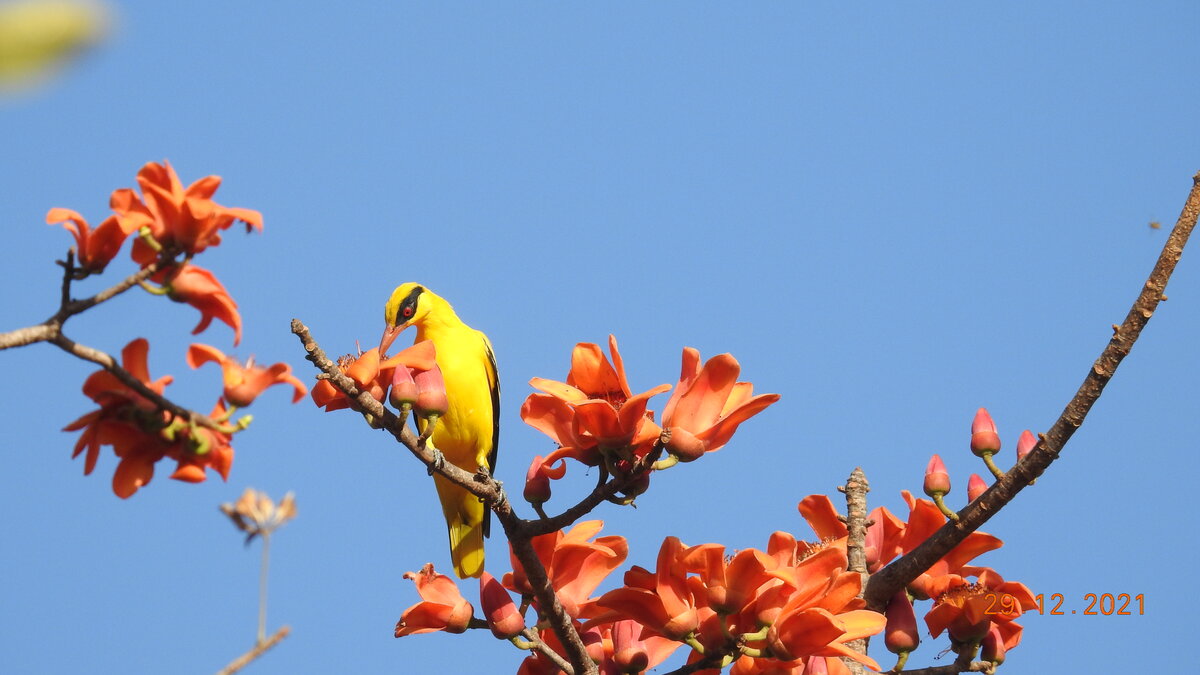 African Golden Oriole
